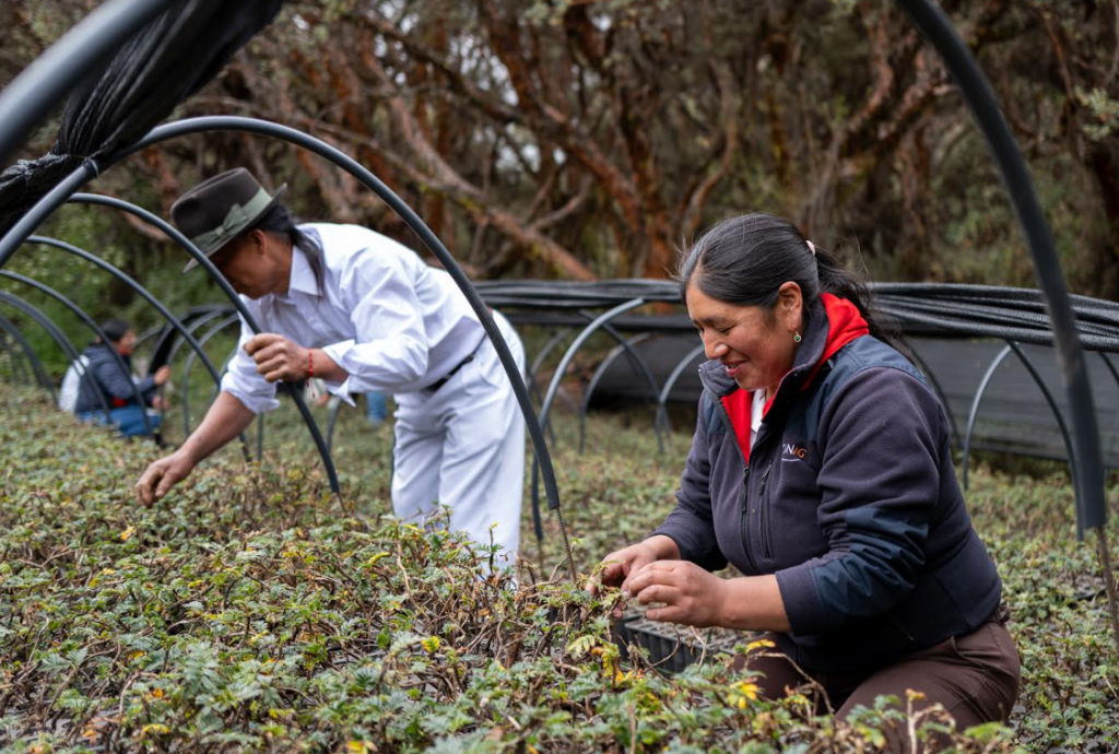 ACCIÓN ANDINA- iniciativa que rescata bosques andinos en Ecuador